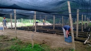 ORGANIZANDO LAS FUNDAS DEL VIVERO