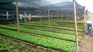 VIVERO